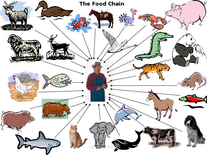 food chain of animals